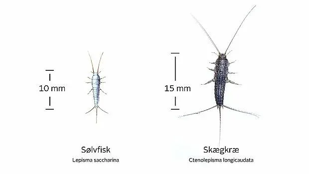 Forskellen på skægkræ og sølvfisk